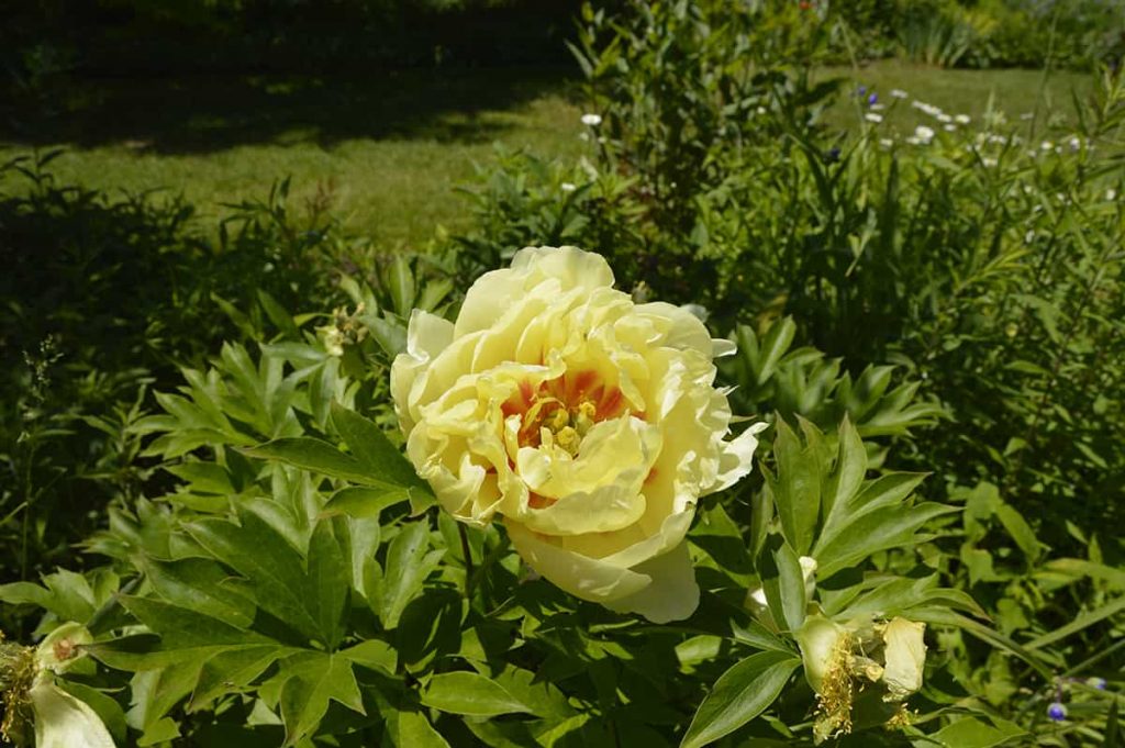 What Colors Do Peonies Come In? Plantglossary