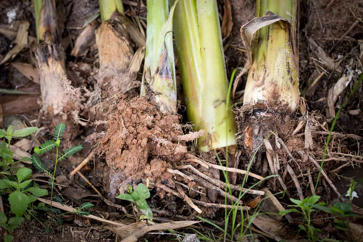 Purpose of Banana Tree Roots