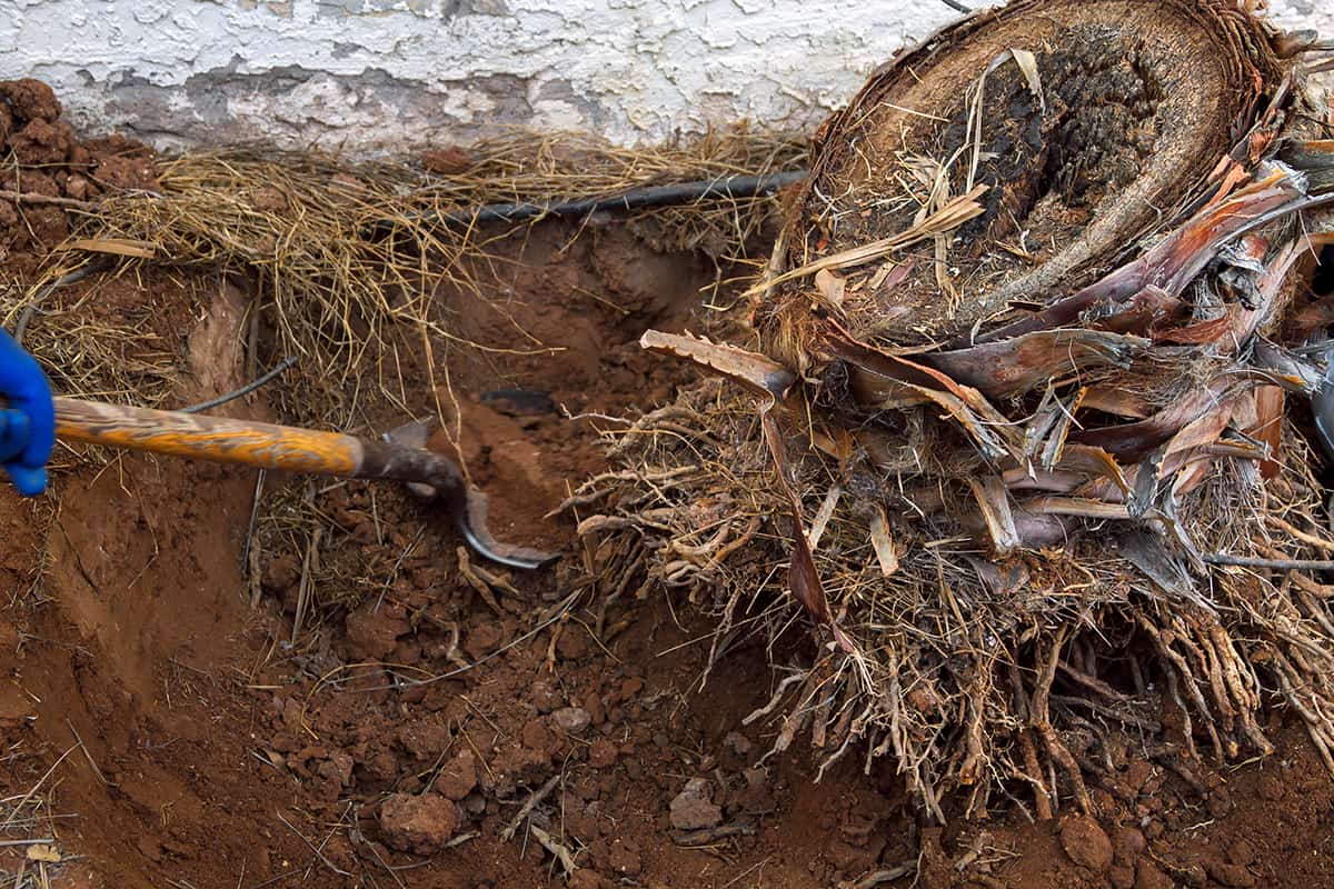 Removing the stump