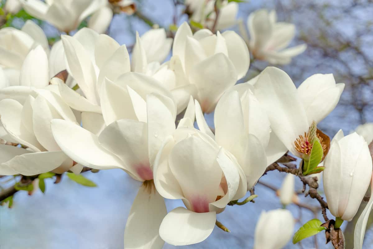 Saucer Magnolia ‘Alba Superba’