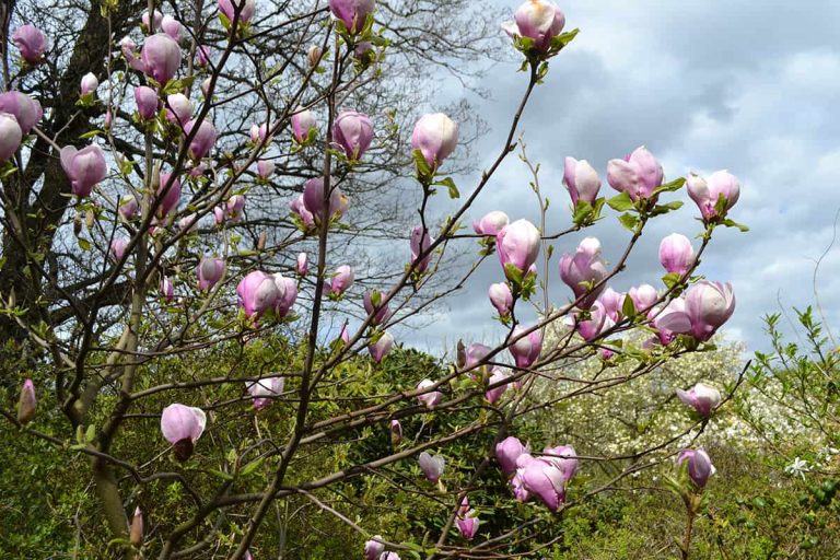 How Fast Do Magnolia Trees Grow? Plantglossary