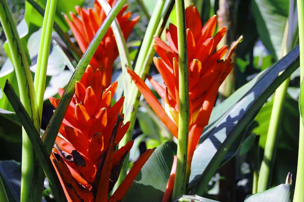 Ornamental Banana Growing and Care Guide Plantglossary