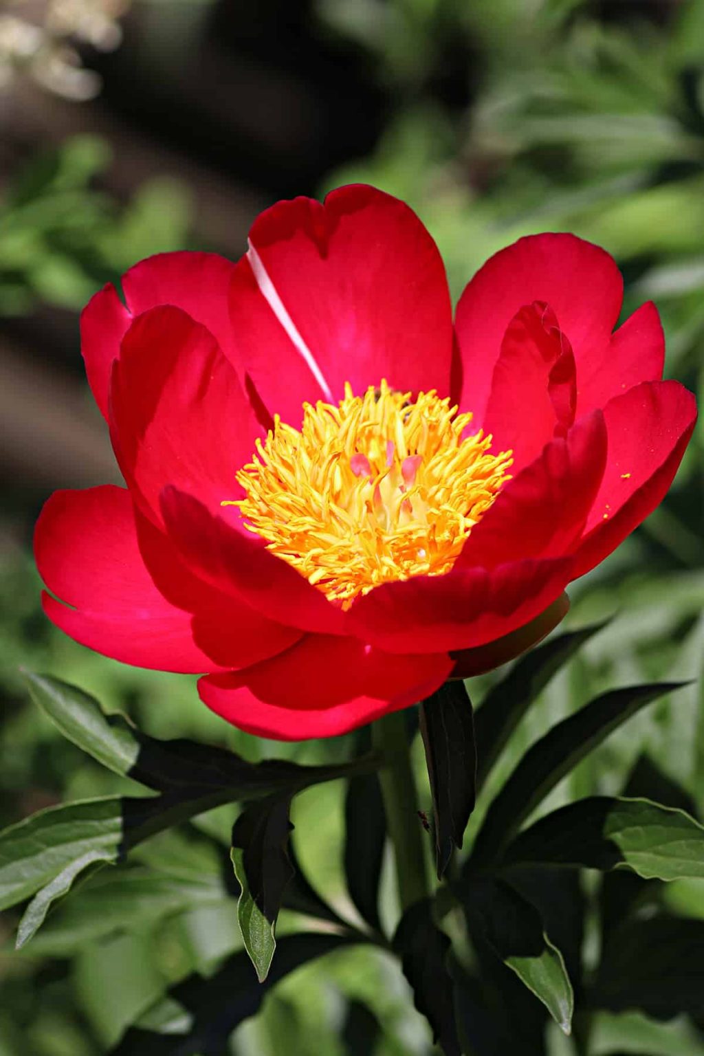 What Colors Do Peonies Come In? Plantglossary