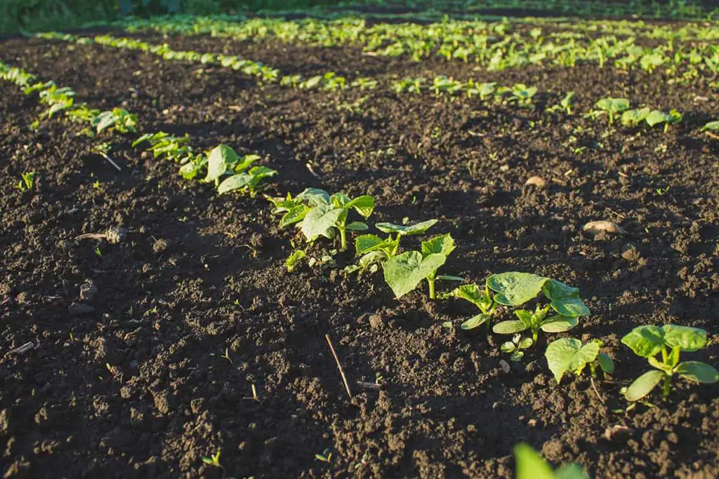 How Big Does A Cucumber Plant Get Plantglossary   Seedling Spacing 1024x683 