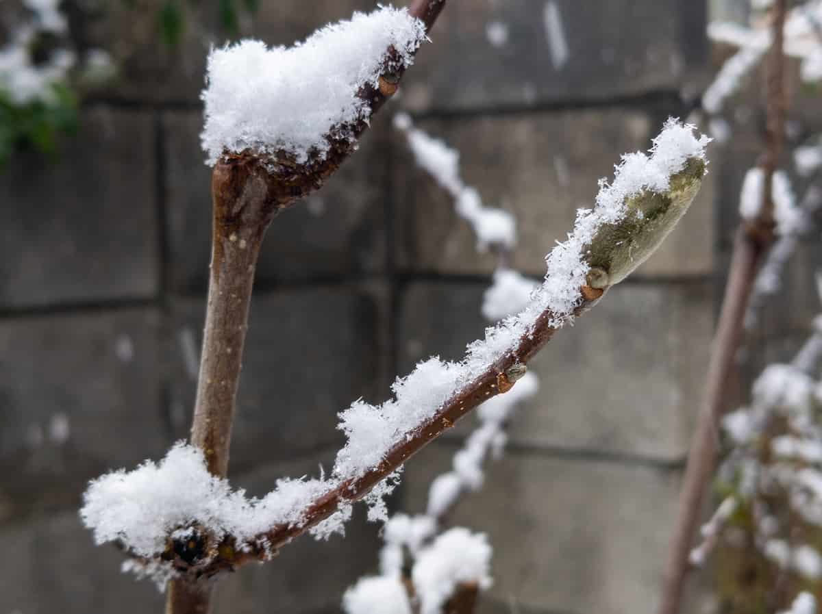 Shelter from frost