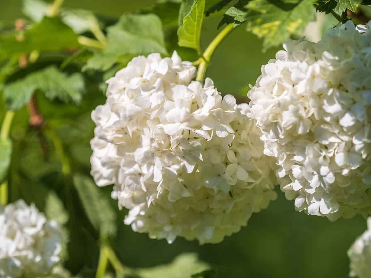 Smooth Hydrangea