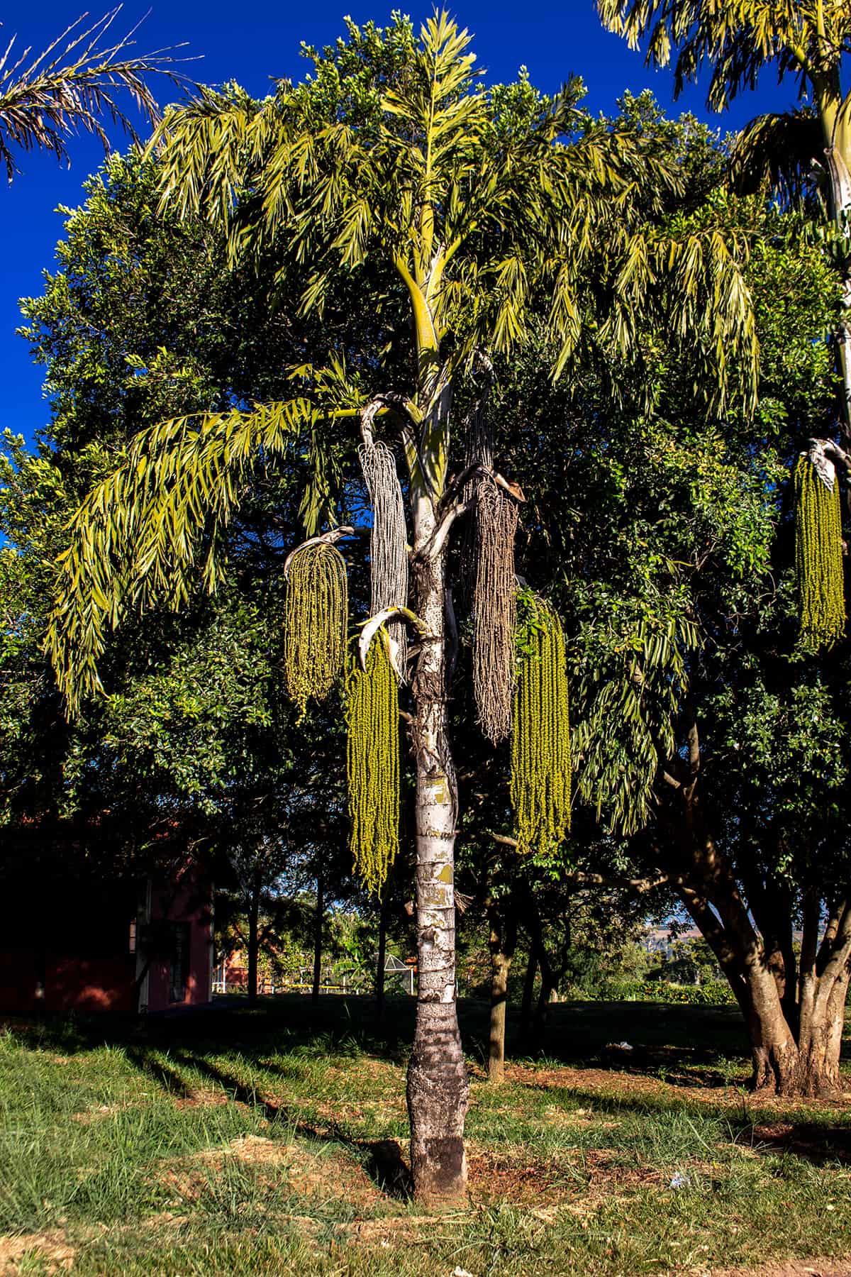 Soil Fishtail Palm