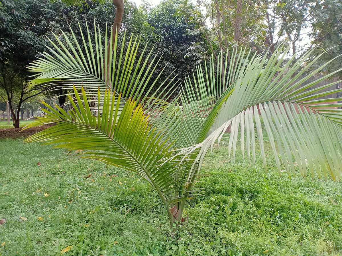 Soil Majesty Palm