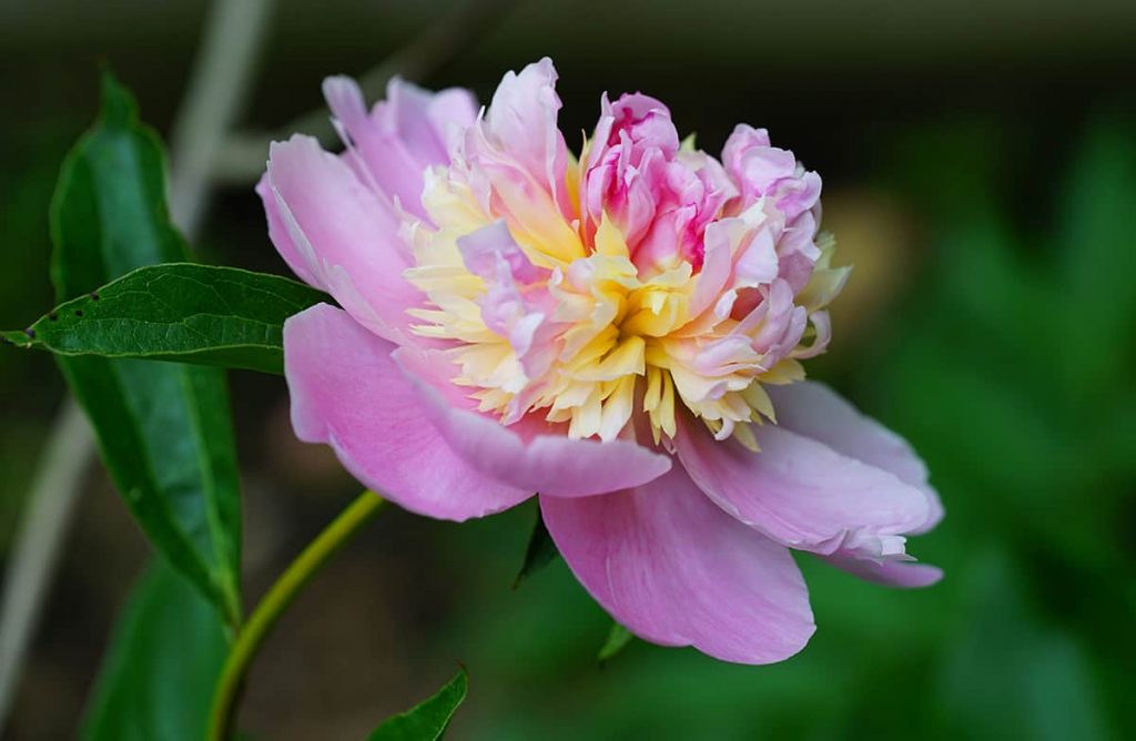 19 Types of Pink Peonies (with Photos) - Plantglossary