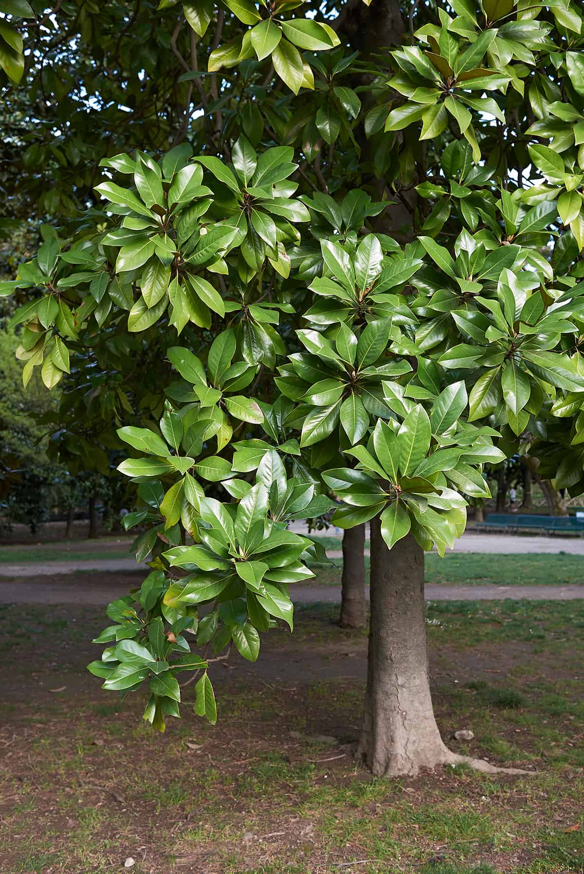 Southern Magnolia