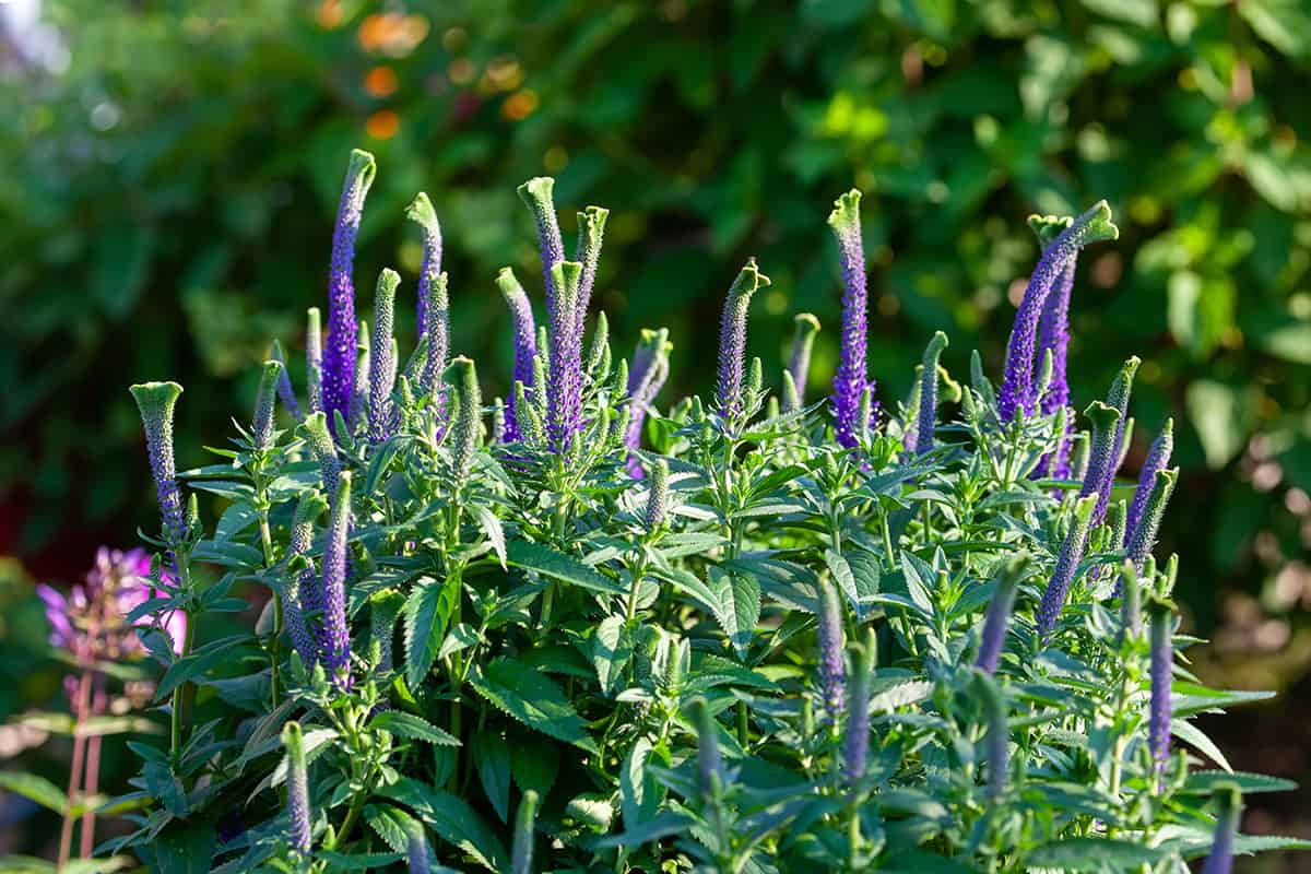 Spike Speedwell