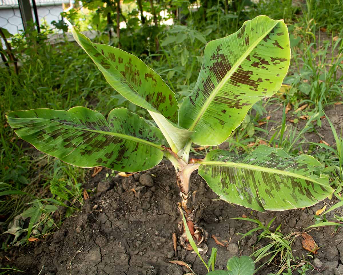 Stripe Leaved Banana