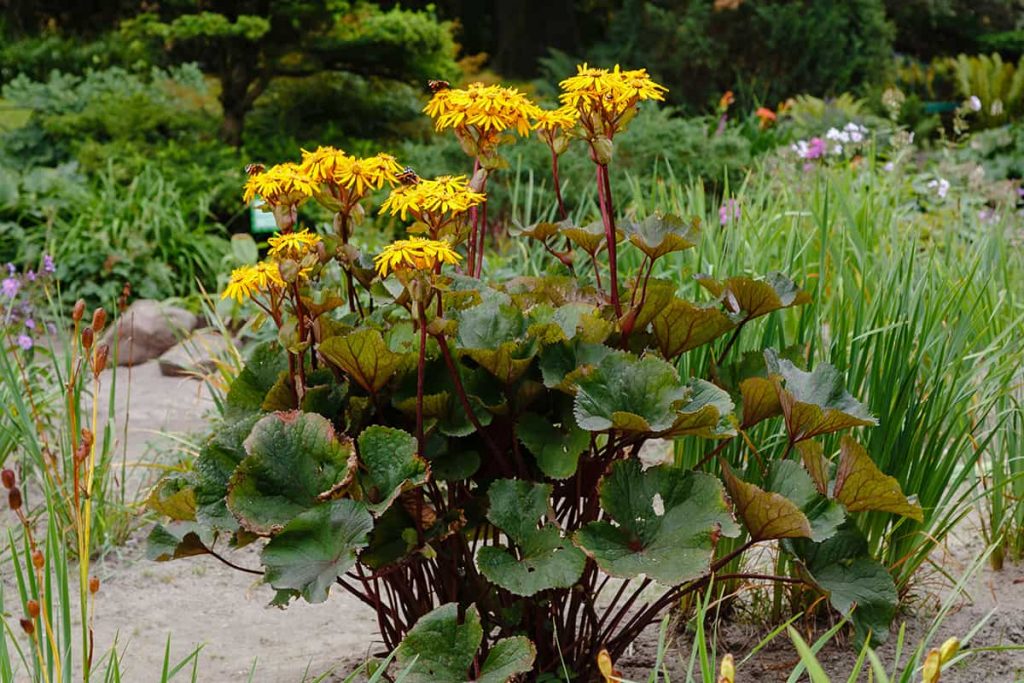 5 Tall Perennials for Shade (Care Guide Inc.) Plantglossary