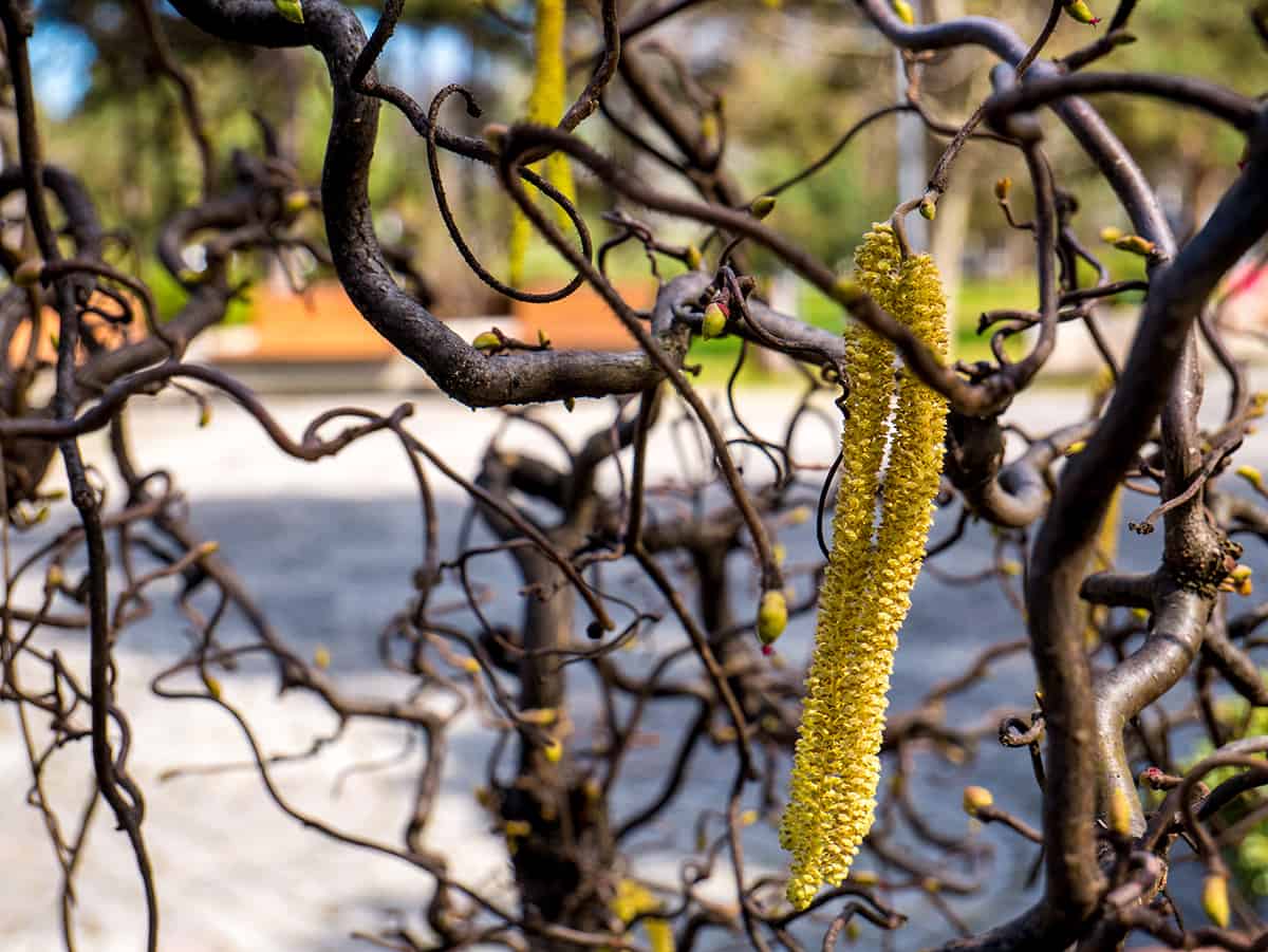 Temperature Smooth Alder