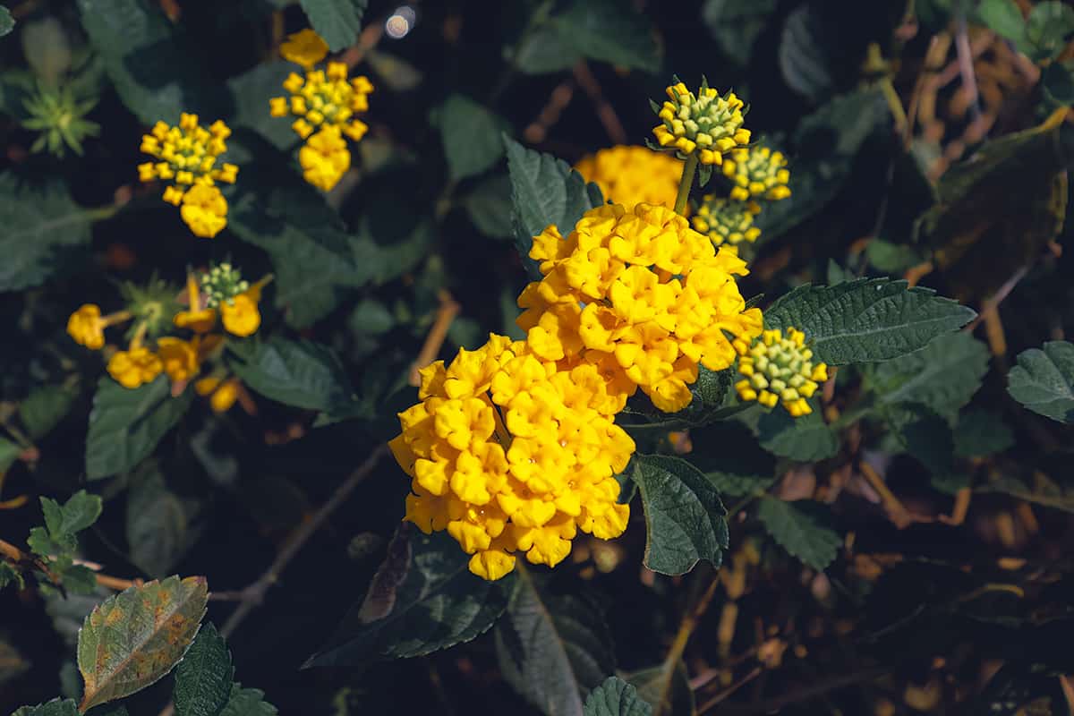 Temperature Texas Lantana