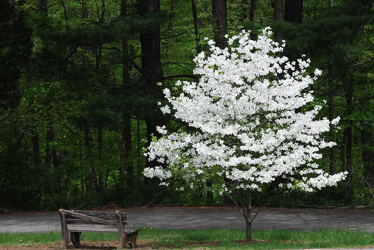 Temperature White Dogwood Tree