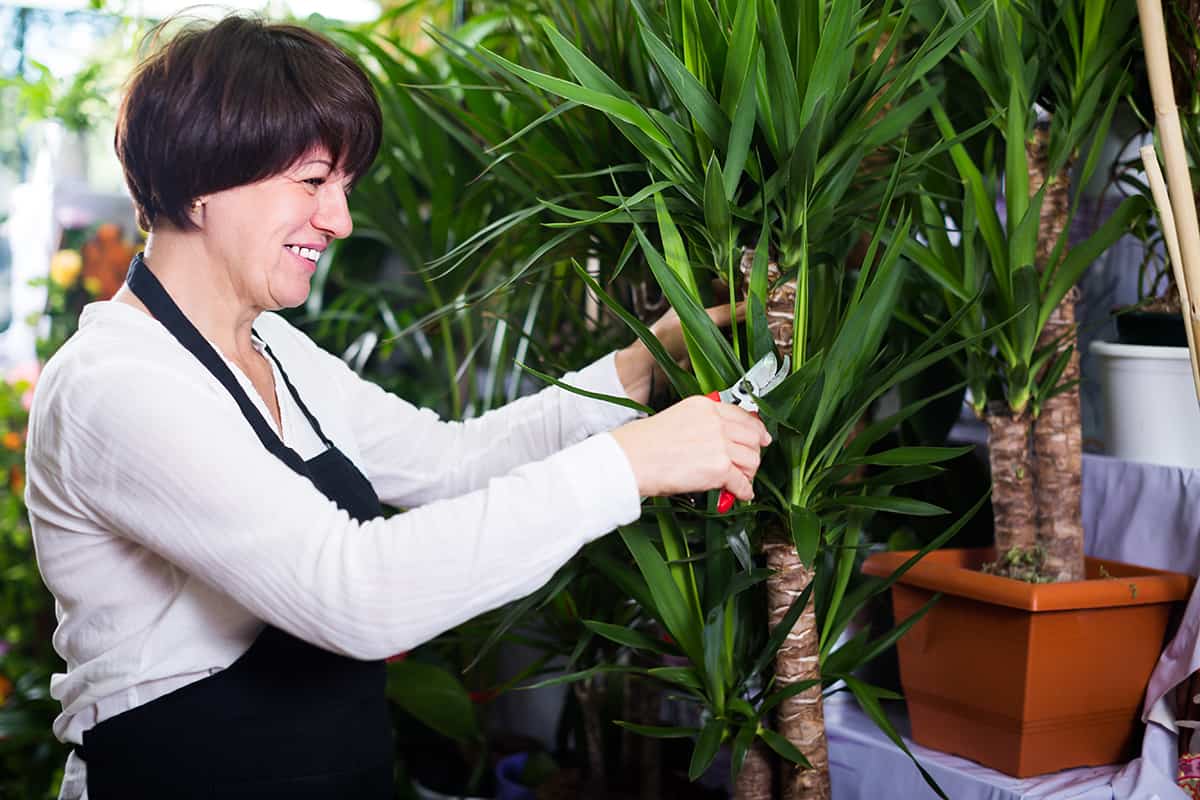 Temperature Yucca Palm