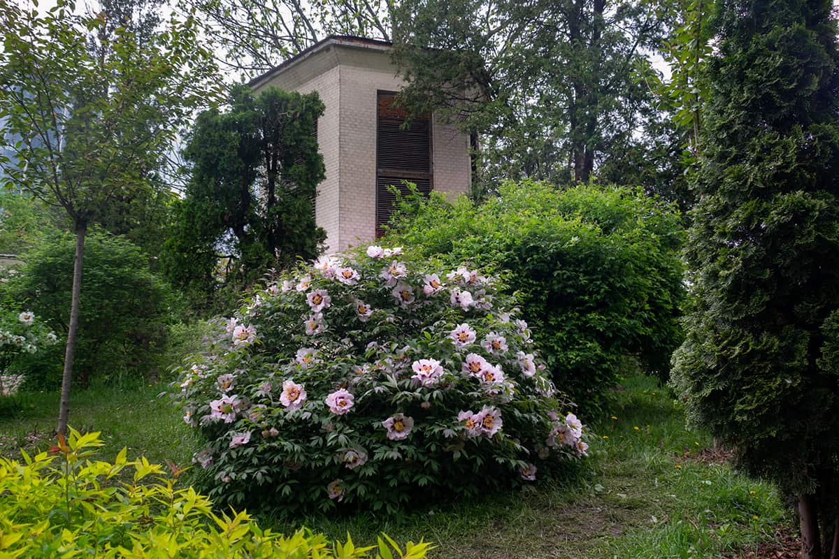 Tree Peonies