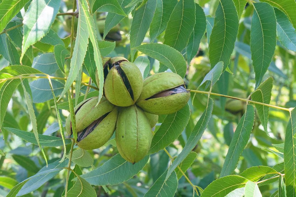 8 Trees that Bear Nuts (with Pictures) Plantglossary