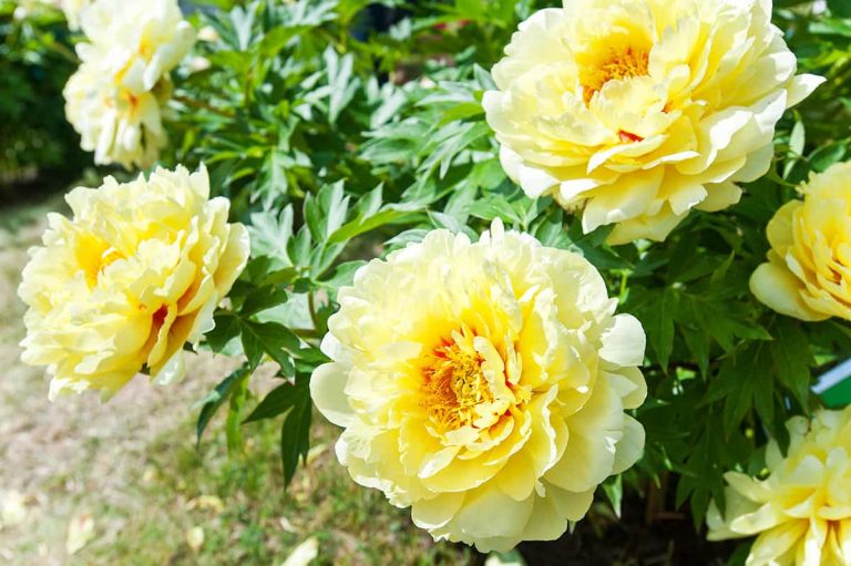 8 Different Types of Yellow Peonies (with Pictures) Plantglossary