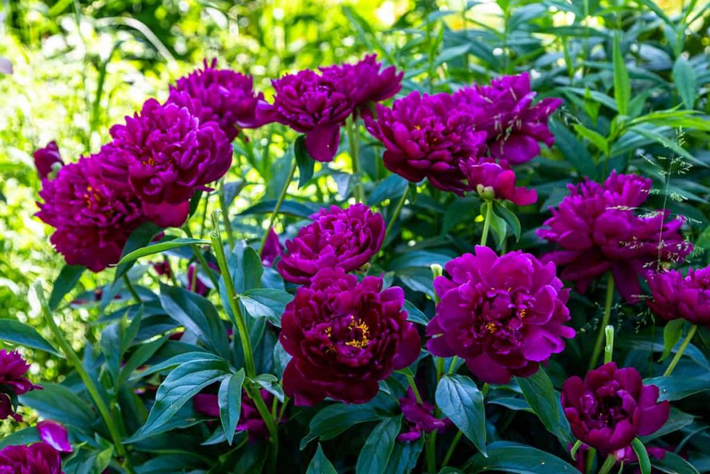 9 Different Types of Purple Peonies Plantglossary