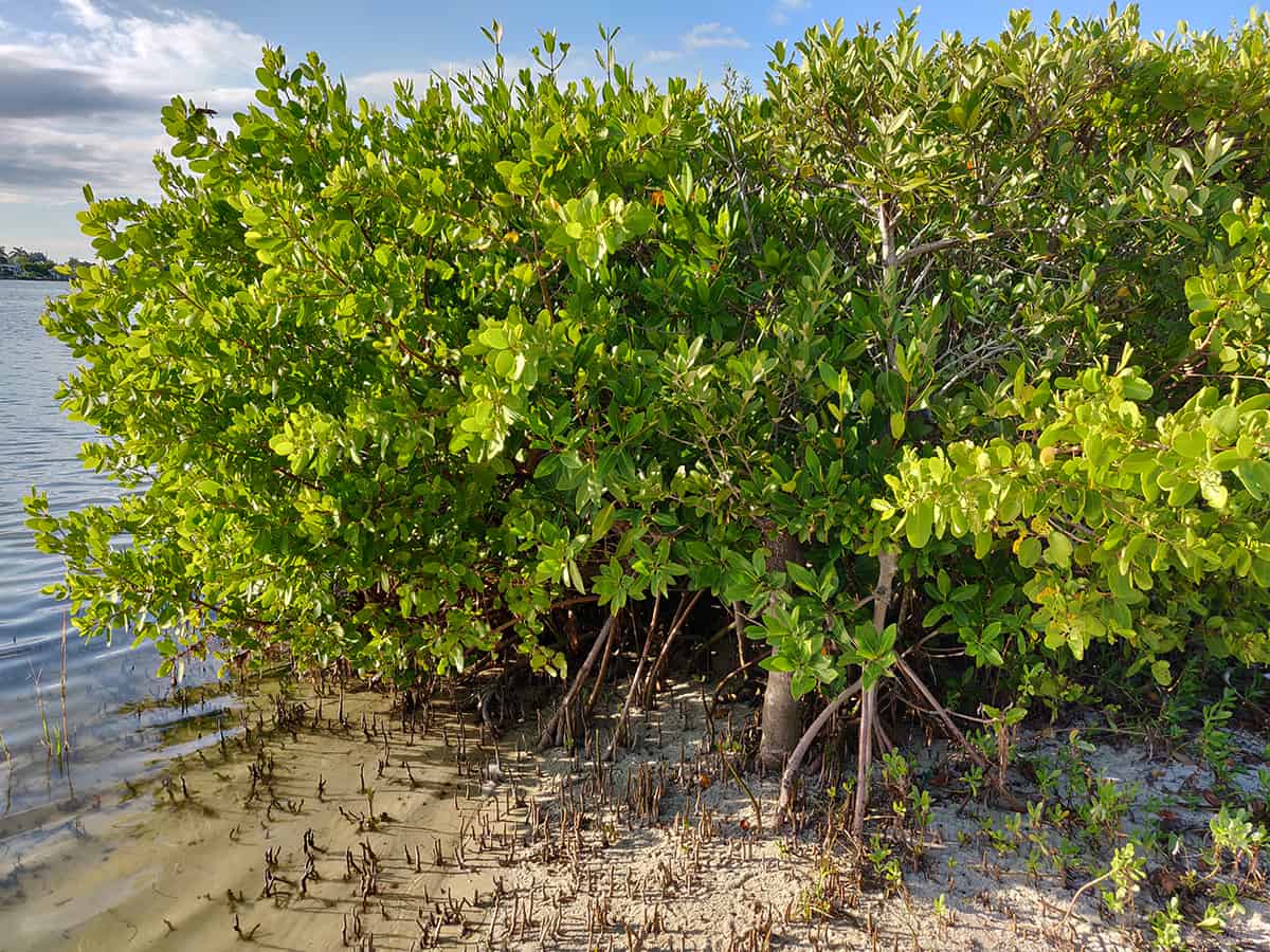 Water Black Mangrove