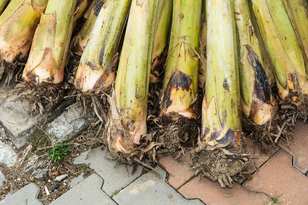 How Deep Are a Banana Tree’s Roots? Plantglossary
