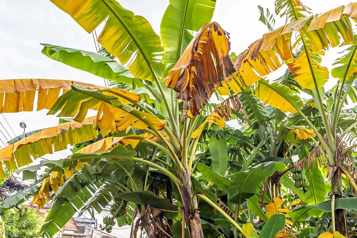 What Causes Damaged Leaves on Banana Plants