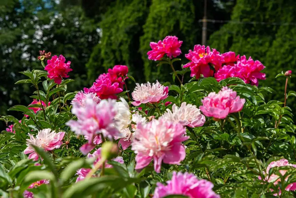 What Colors Do Peonies Come In? - Plantglossary