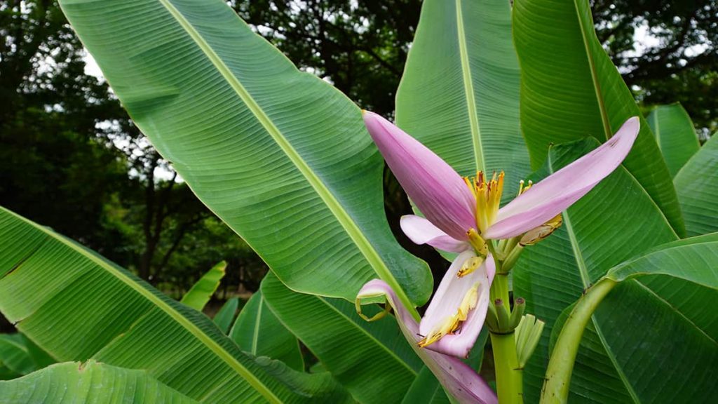 How Fast Do Banana Trees Grow? Plantglossary