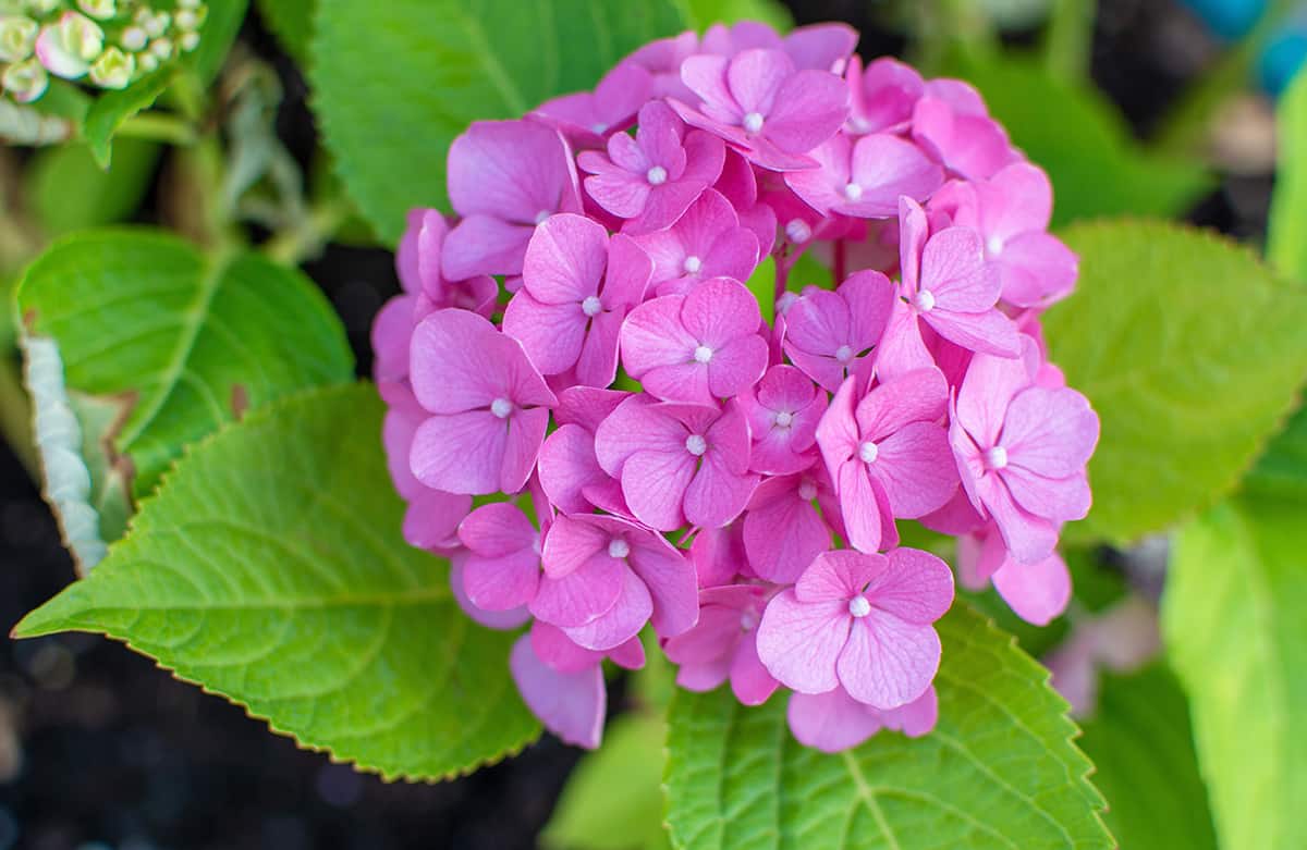 When Will Hydrangea Bloom