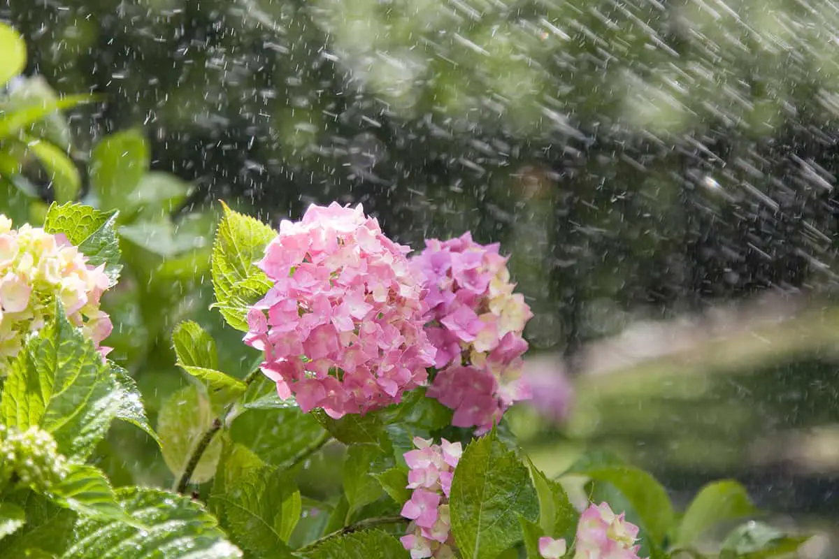 When is the Best Time to Water a Hydrangea