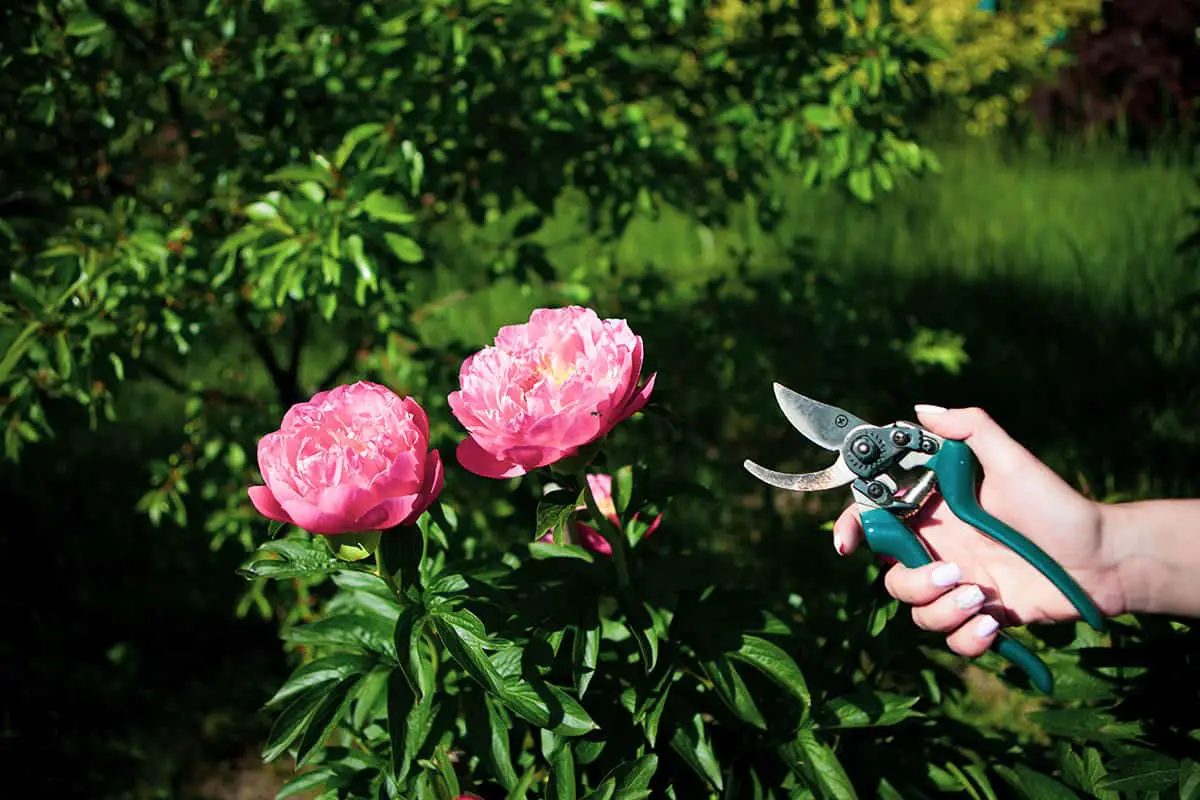Why Should Peonies be Cut Back