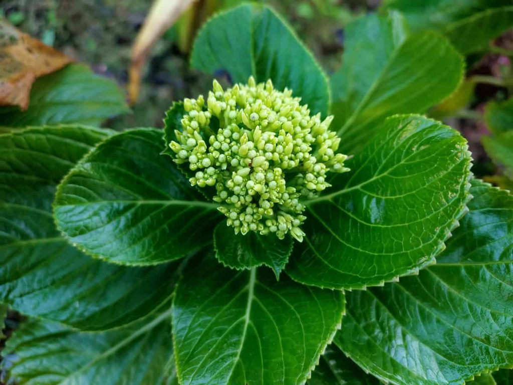 How Long Does It Take Hydrangeas to Bloom Plantglossary
