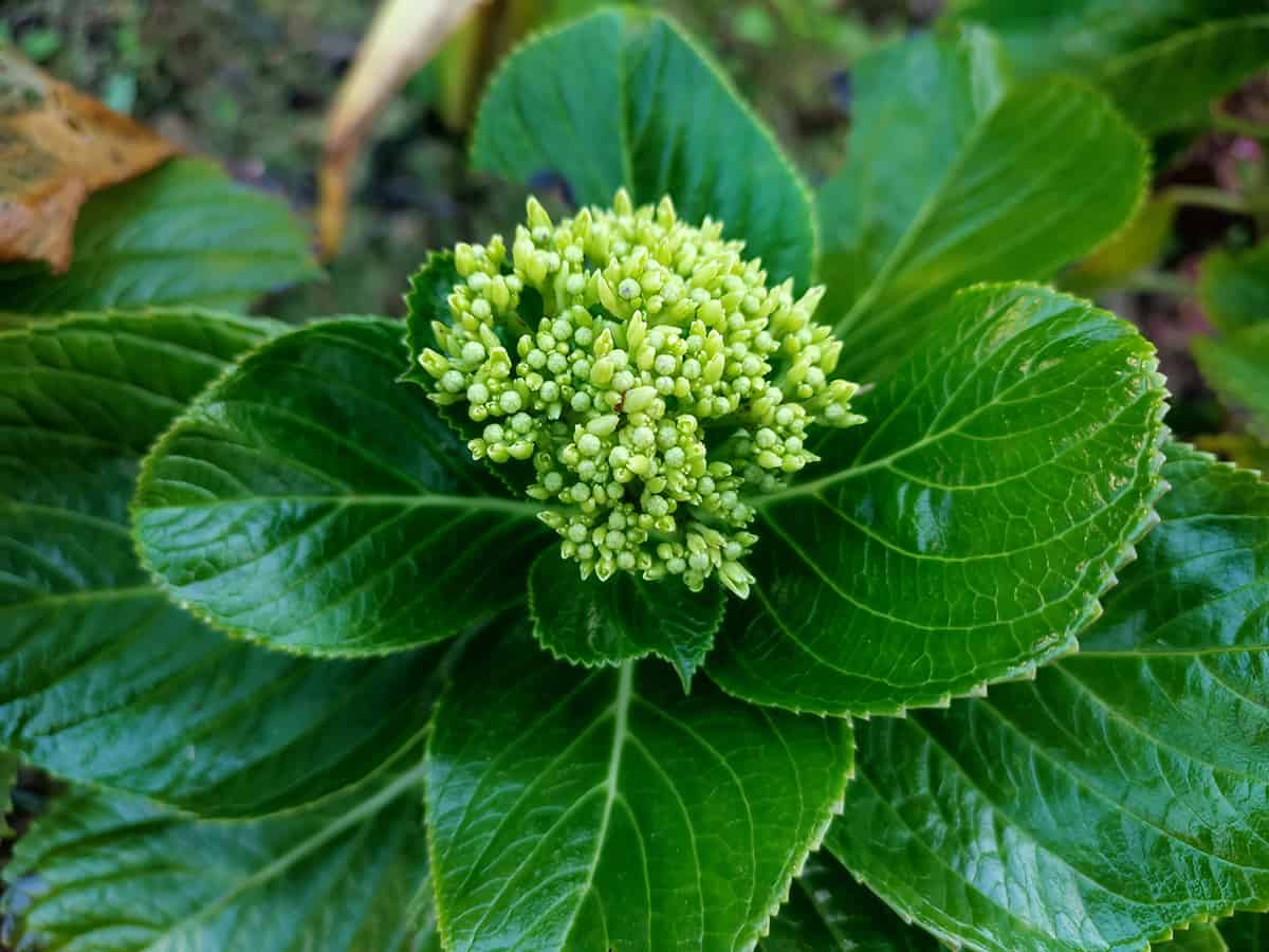 Why Won’t My Hydrangea Bloom