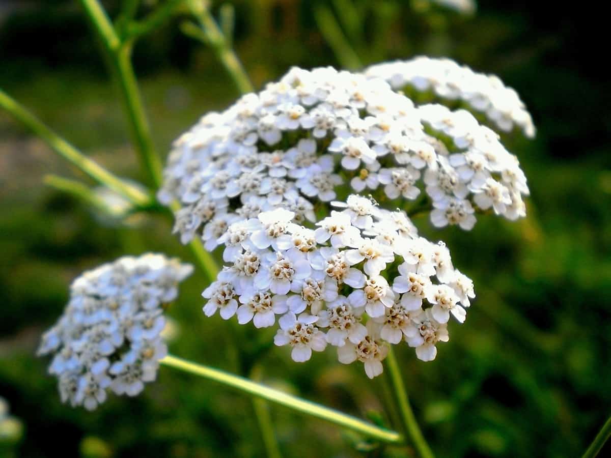 Yarrow