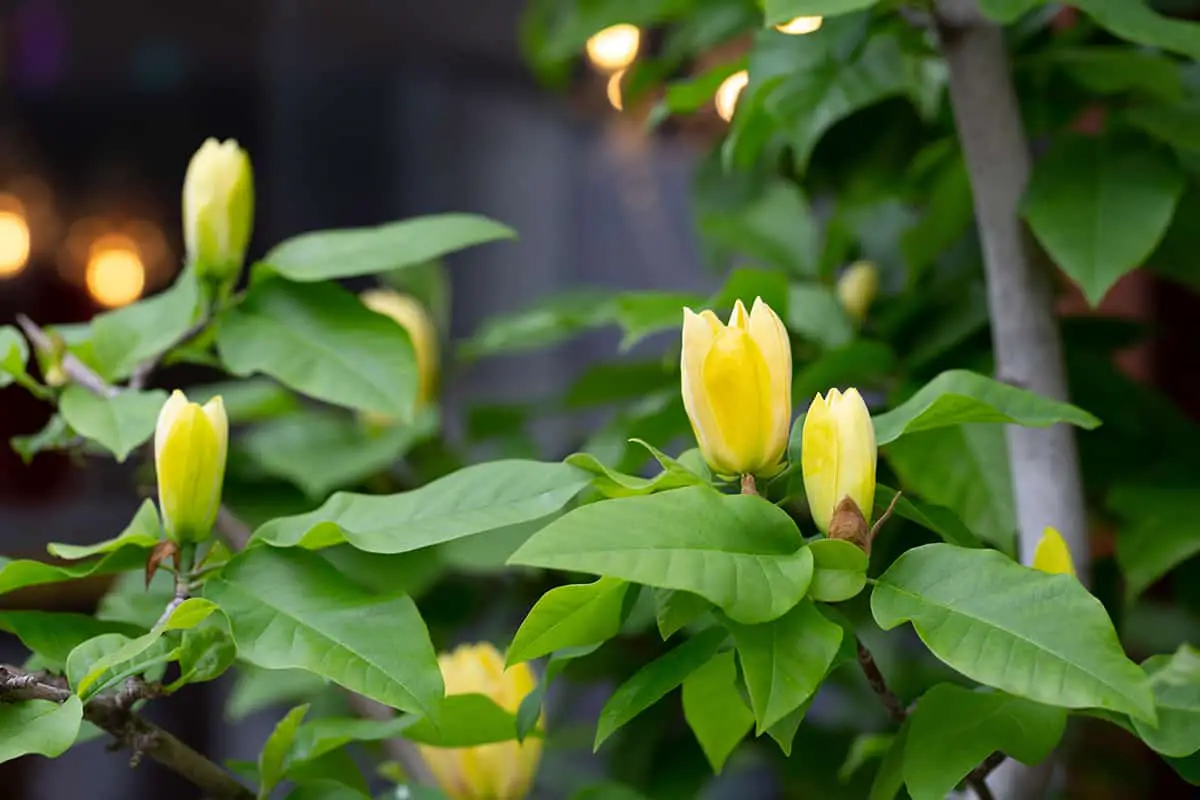 Yellow Bird Magnolia Tree Care