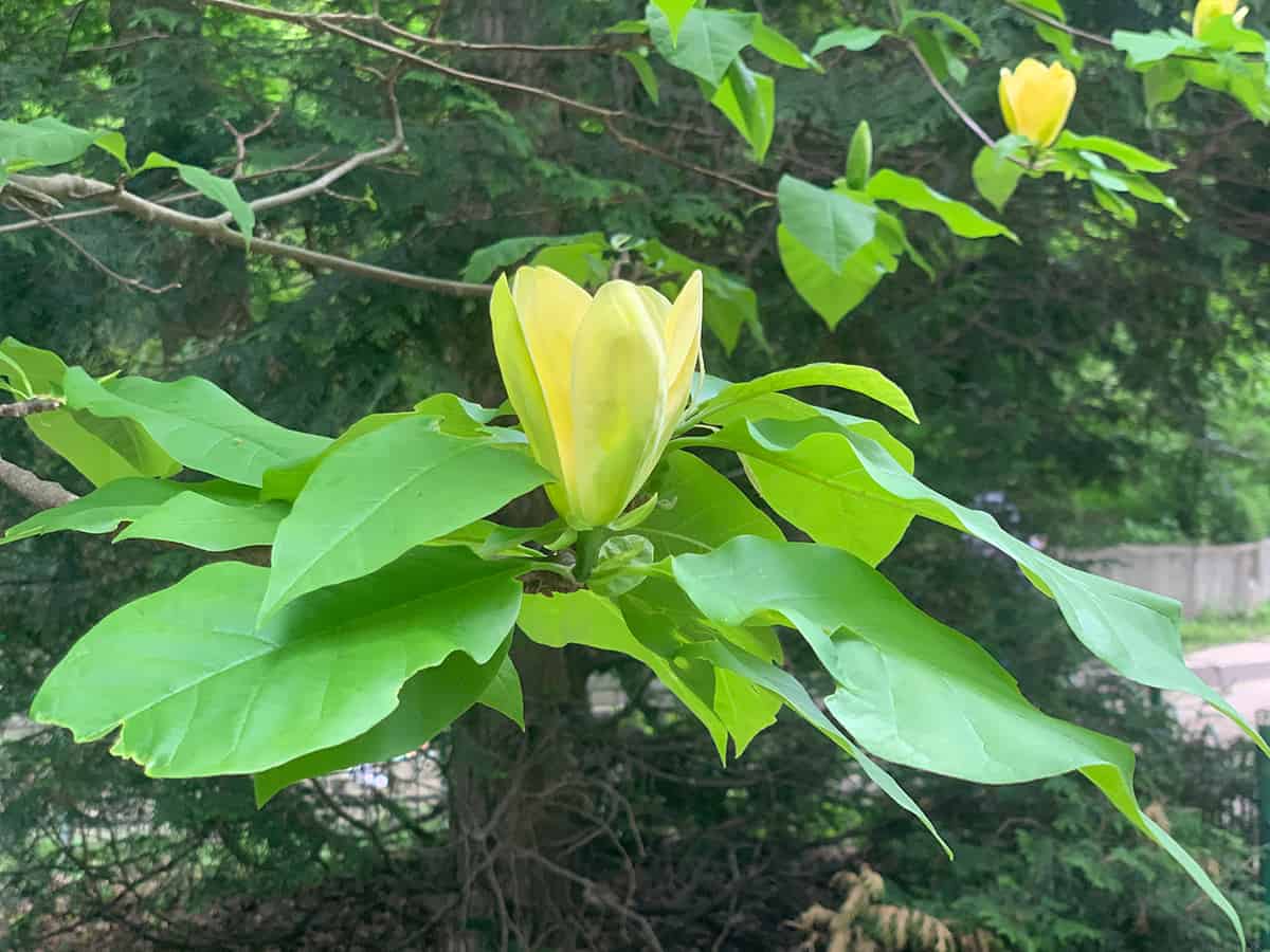 Yellow Bird Magnolia Tree Soil