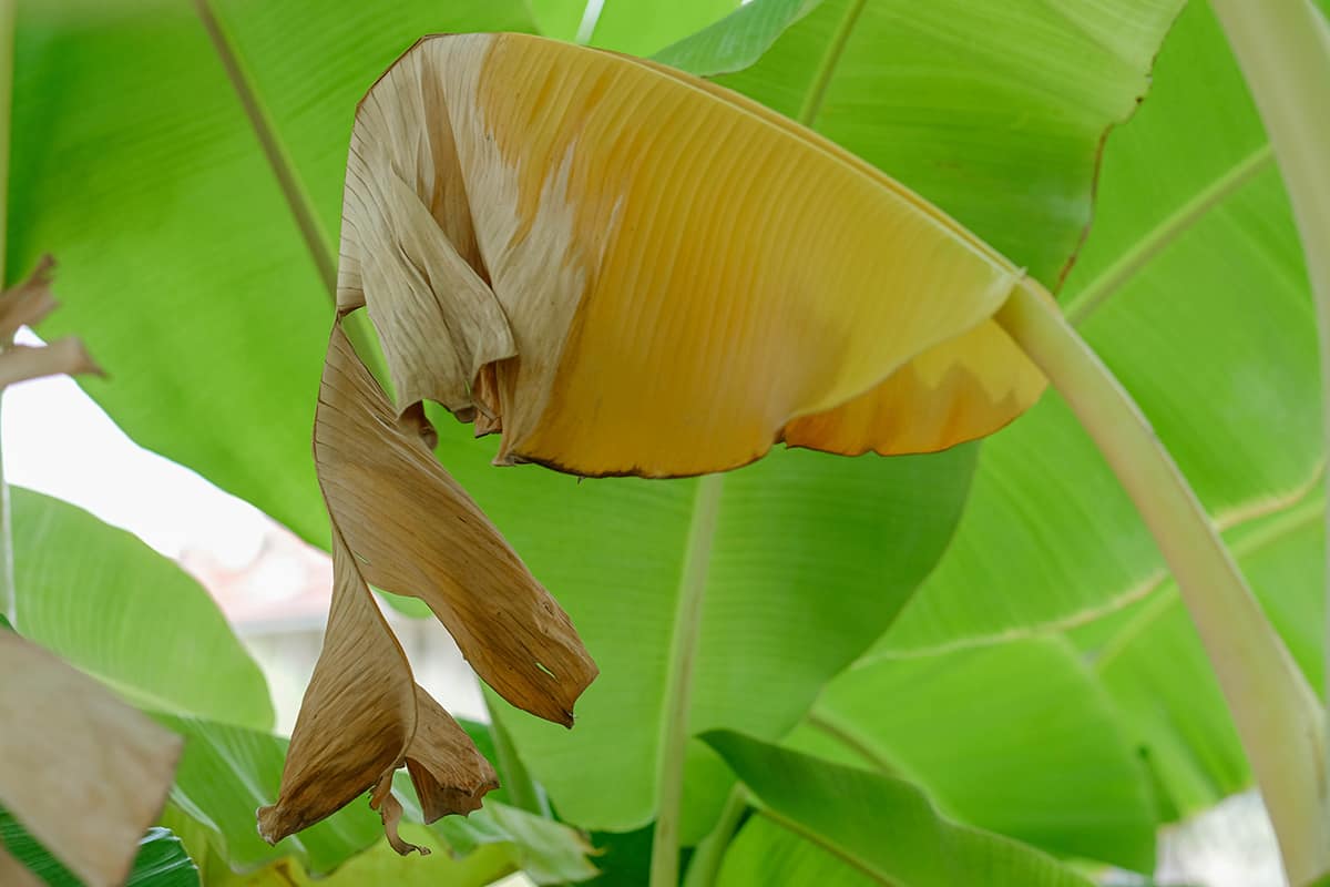 Yellow leaves