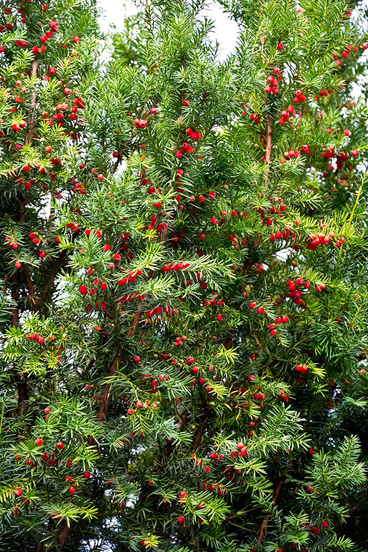 Yew (Taxus)