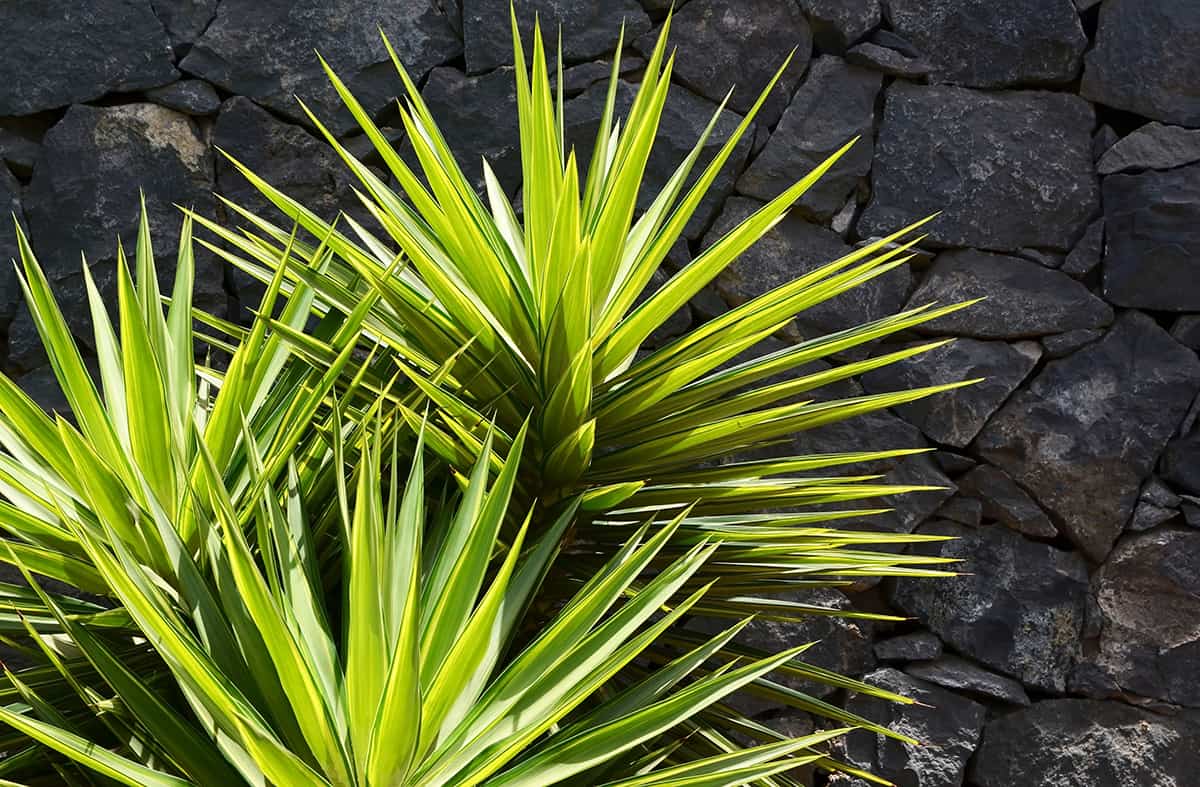 Yucca aloifolia