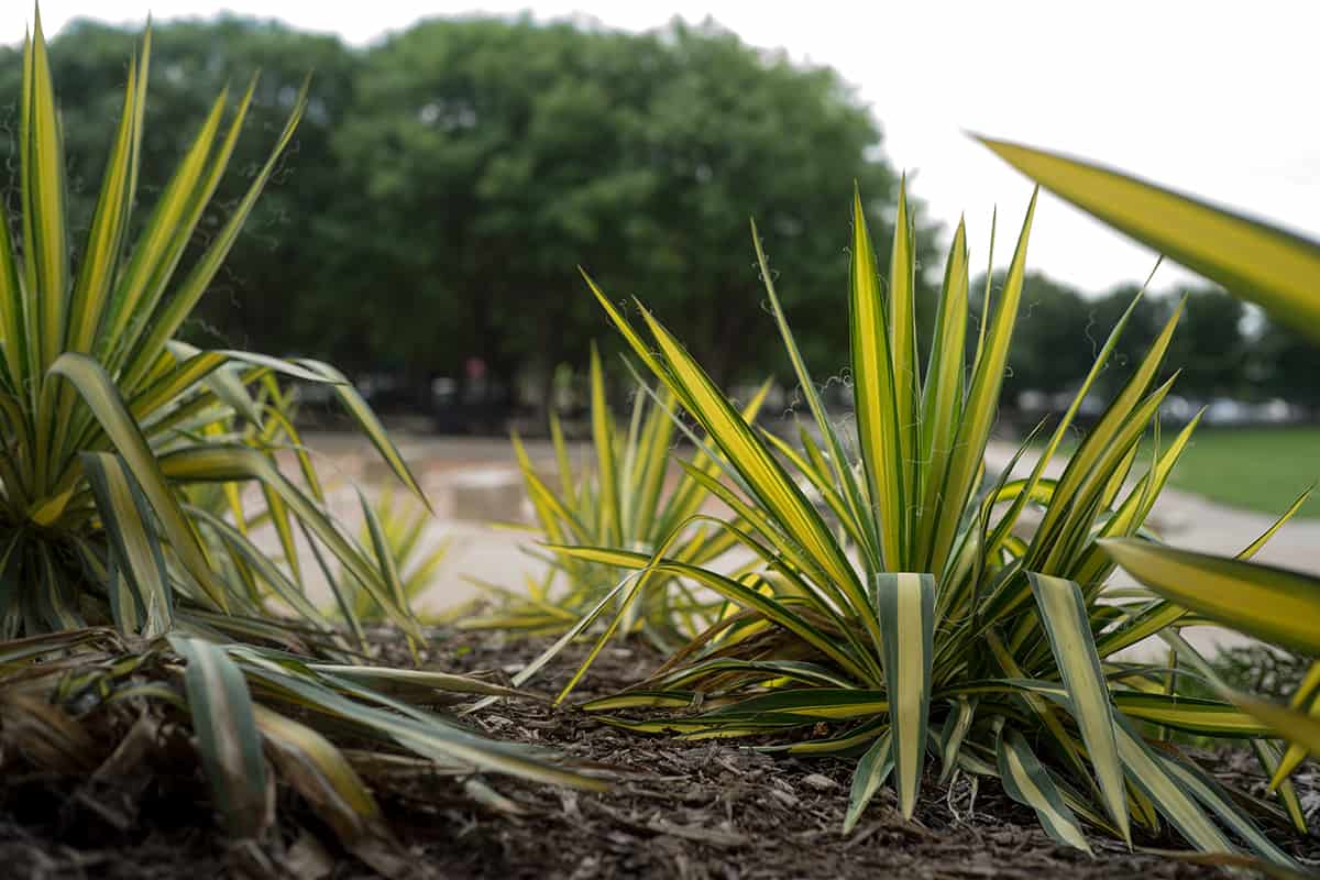 Yucca filamentosa