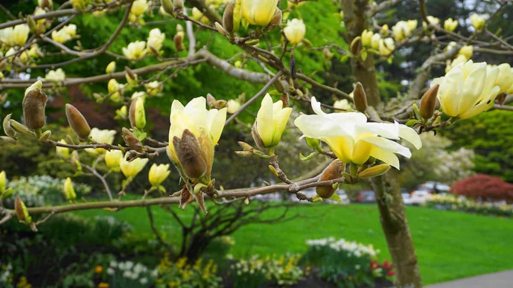 10 Dwarf Magnolia Tree Varieties - Plantglossary