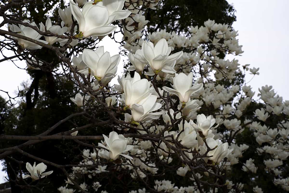 Yulan Magnolia