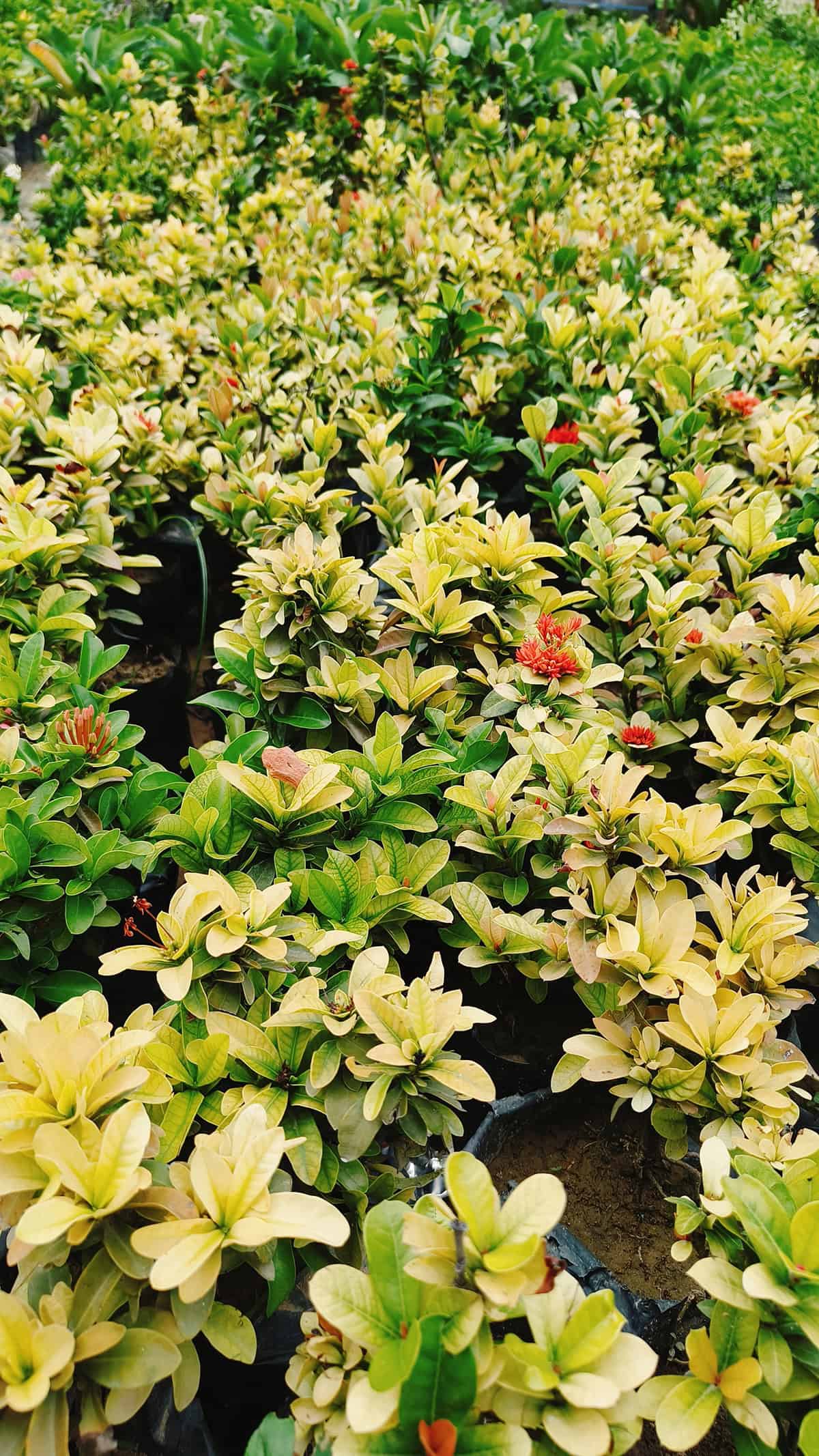 Abelia ‘kaleidoscope’