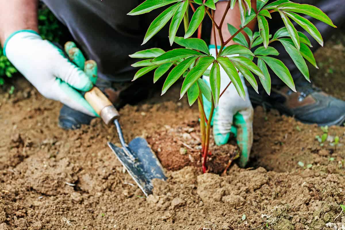 Amending Soils for Peonies