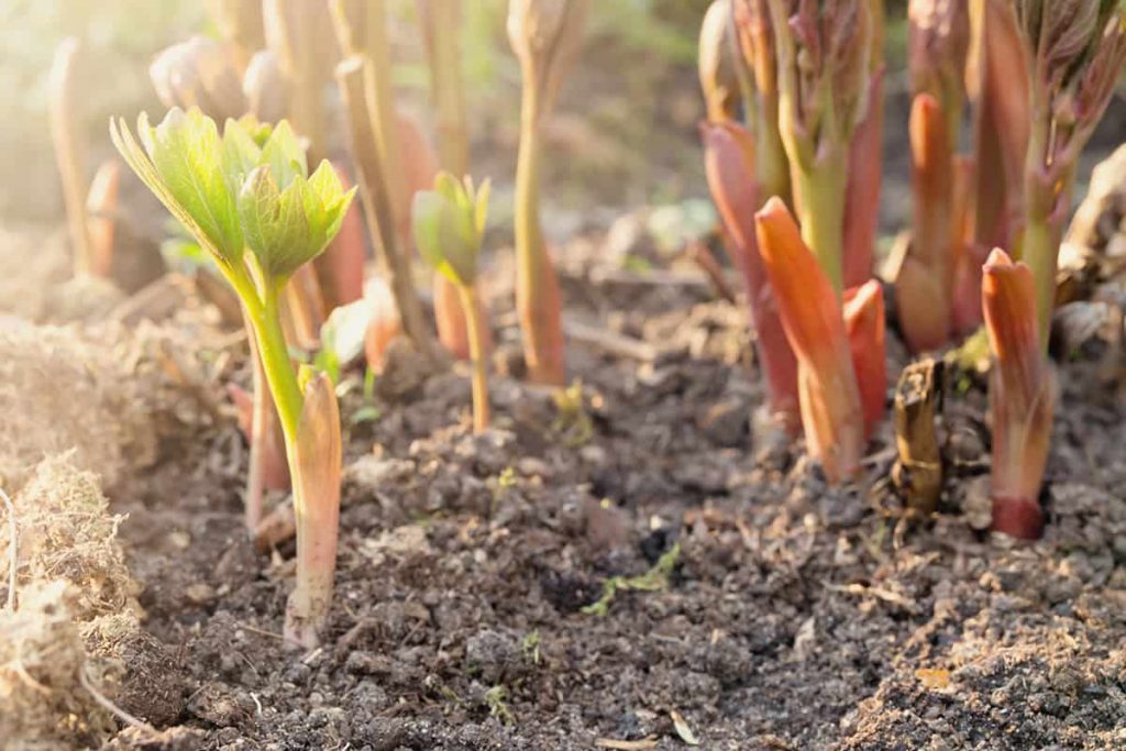 How to Choose Soil for Peonies - Plantglossary