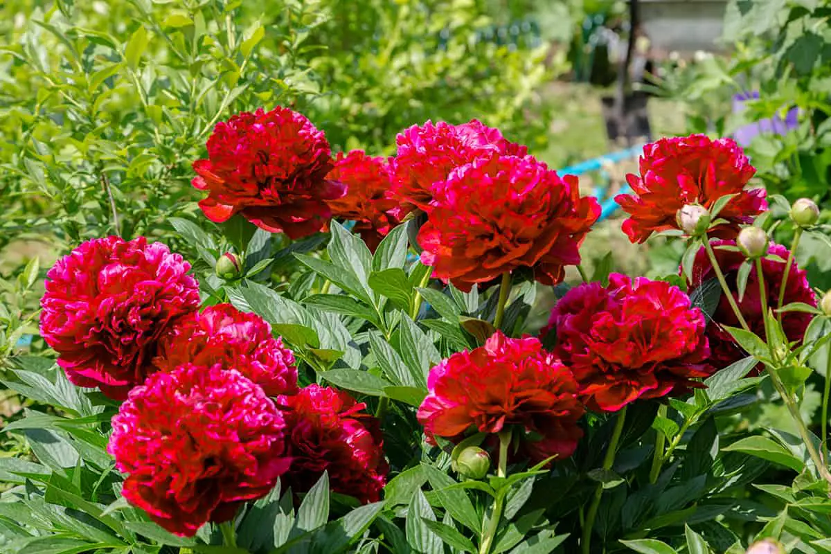 Are Red Peonies Easy to Grow
