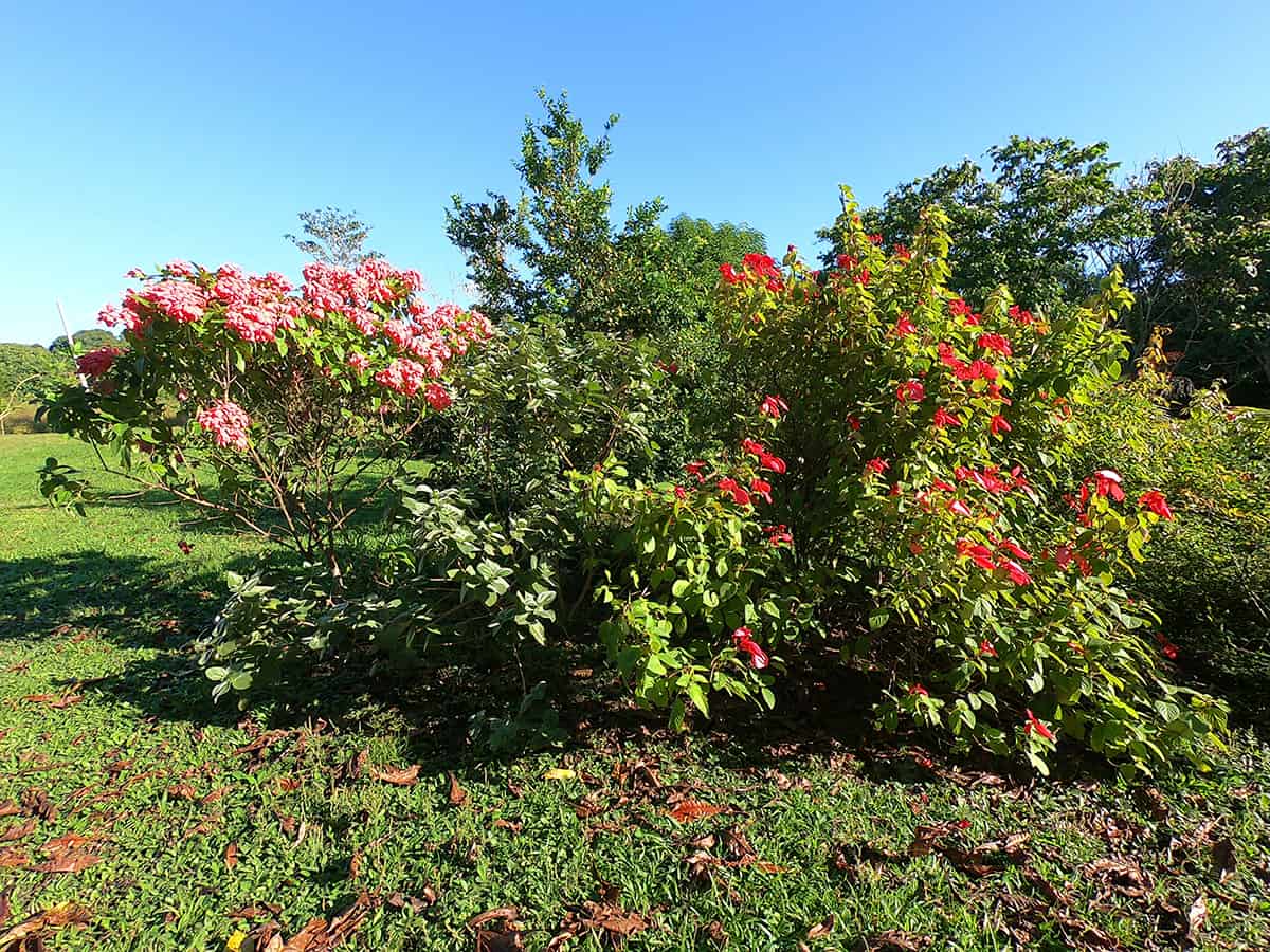 Are Tropical Flowering Shrubs only for Hot Climates