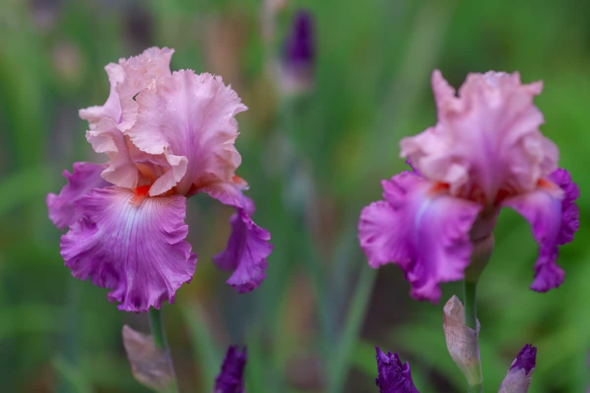 Bearded Iris